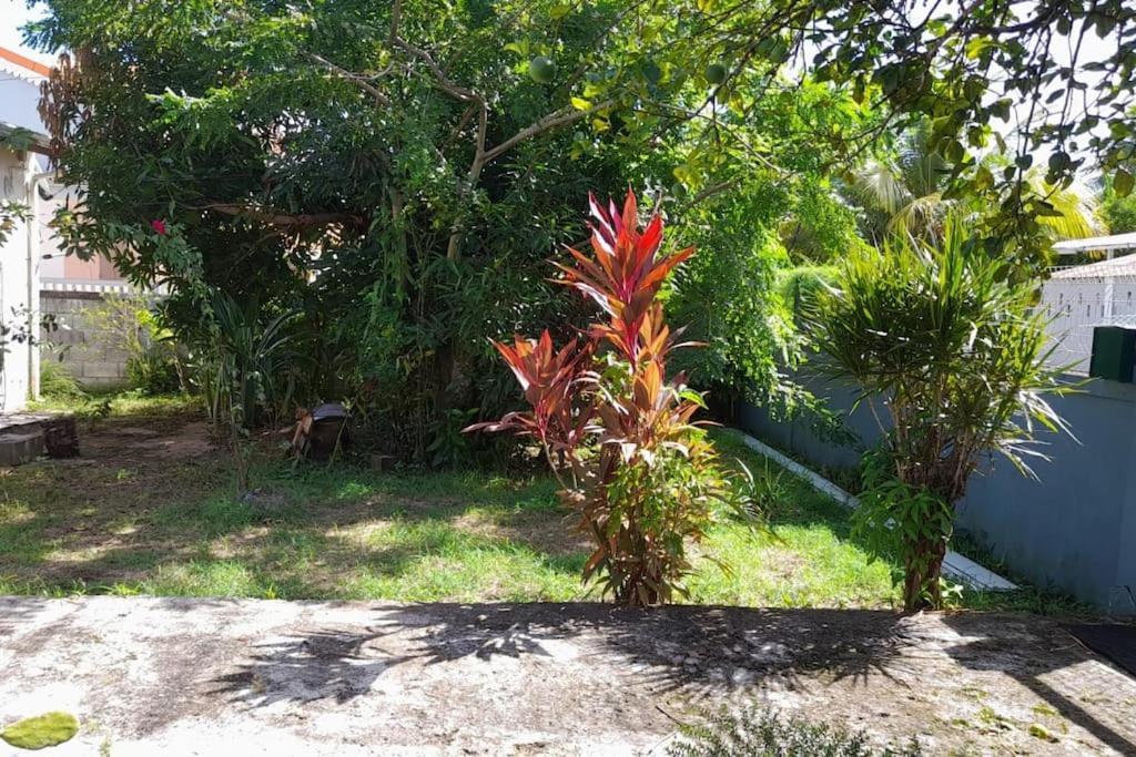 La Petite Maison, Spacieuse, Avec Jardin / Parking Sainte-Rose Εξωτερικό φωτογραφία